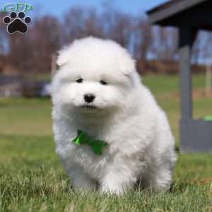 Leo, Samoyed Puppy